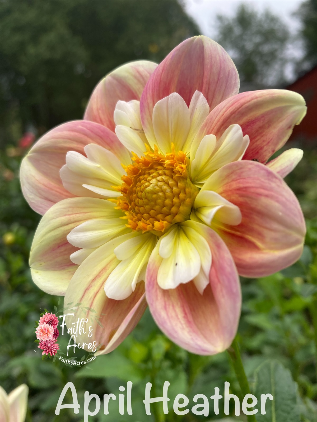 April Heather - Image 7