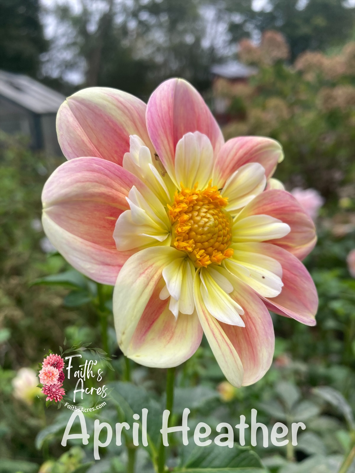 April Heather - Image 8