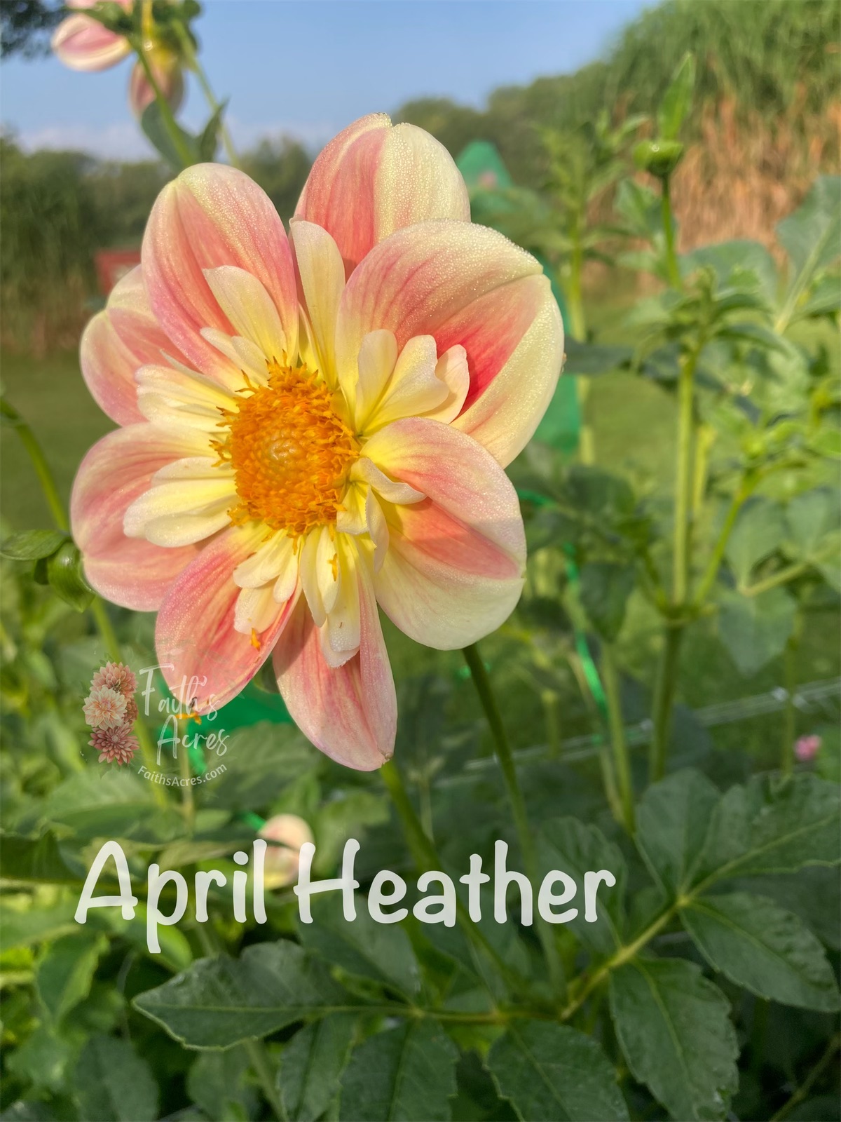 April Heather - Image 2
