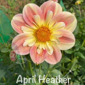 April Heather