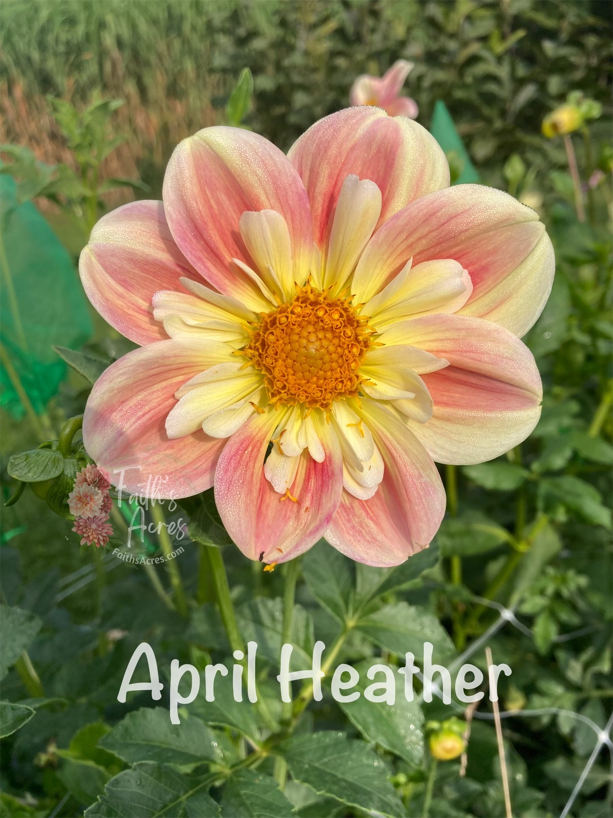 April Heather