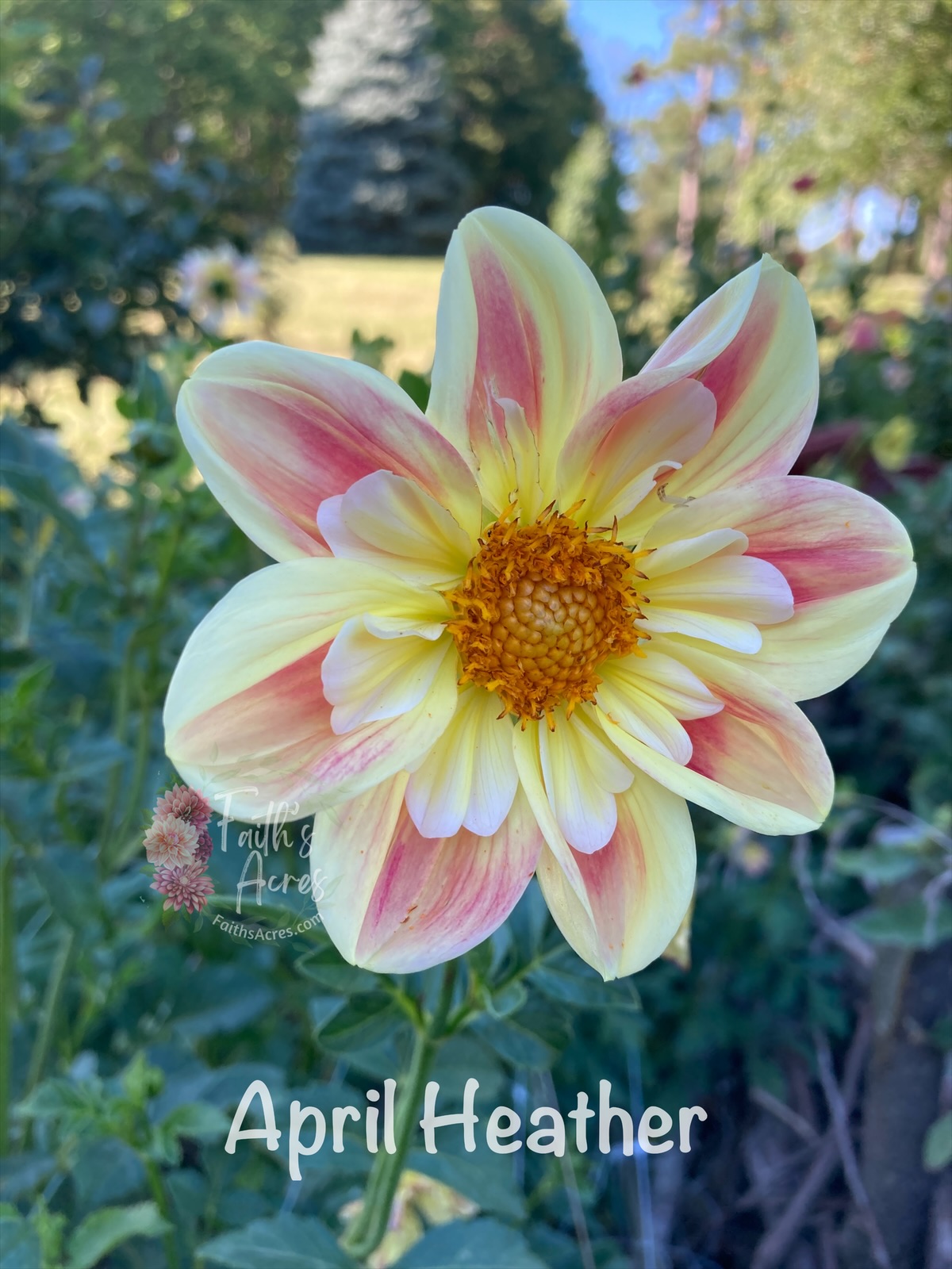 April Heather - Image 3