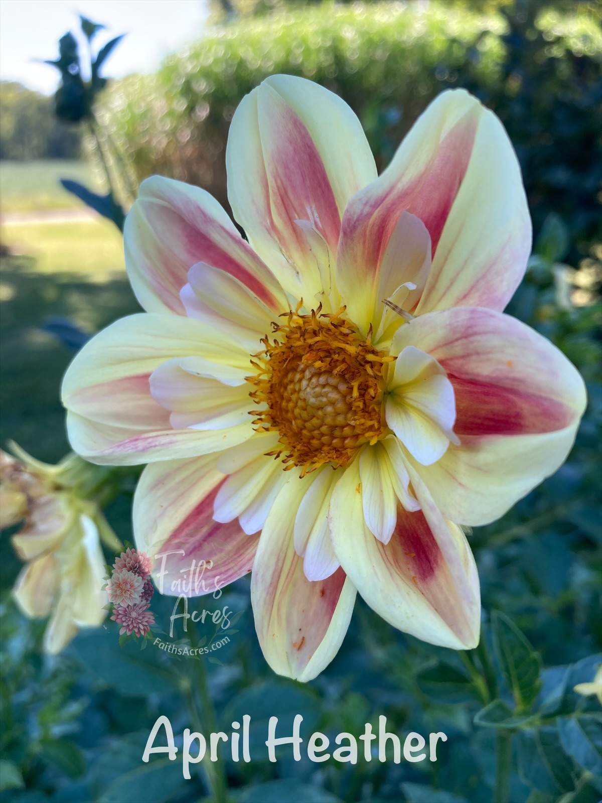 April Heather - Image 4