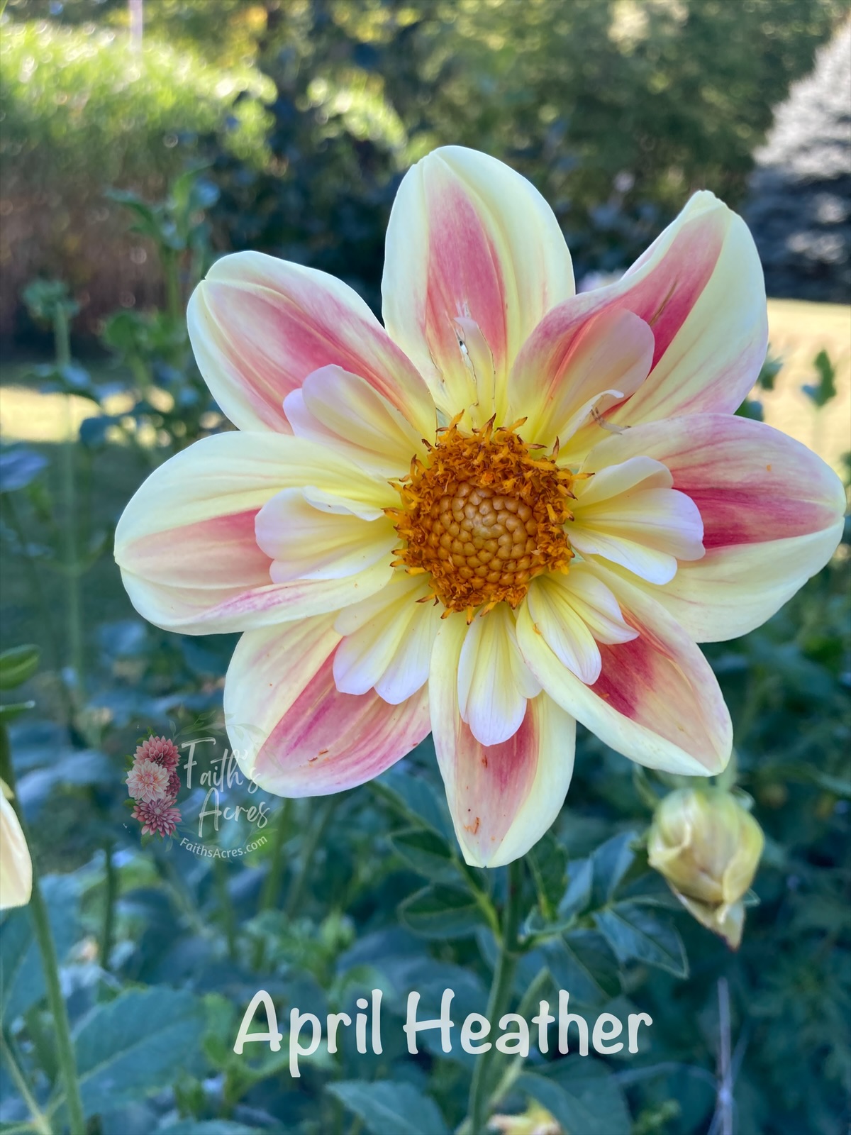 April Heather - Image 5