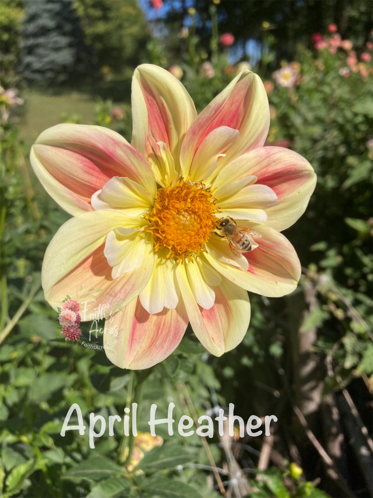 April Heather - Image 6