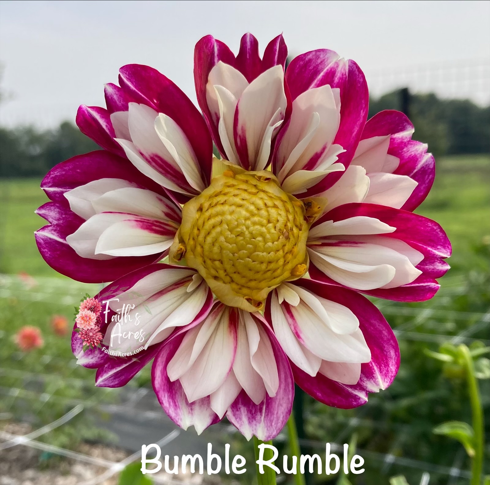 Bumble Rumble - Image 7