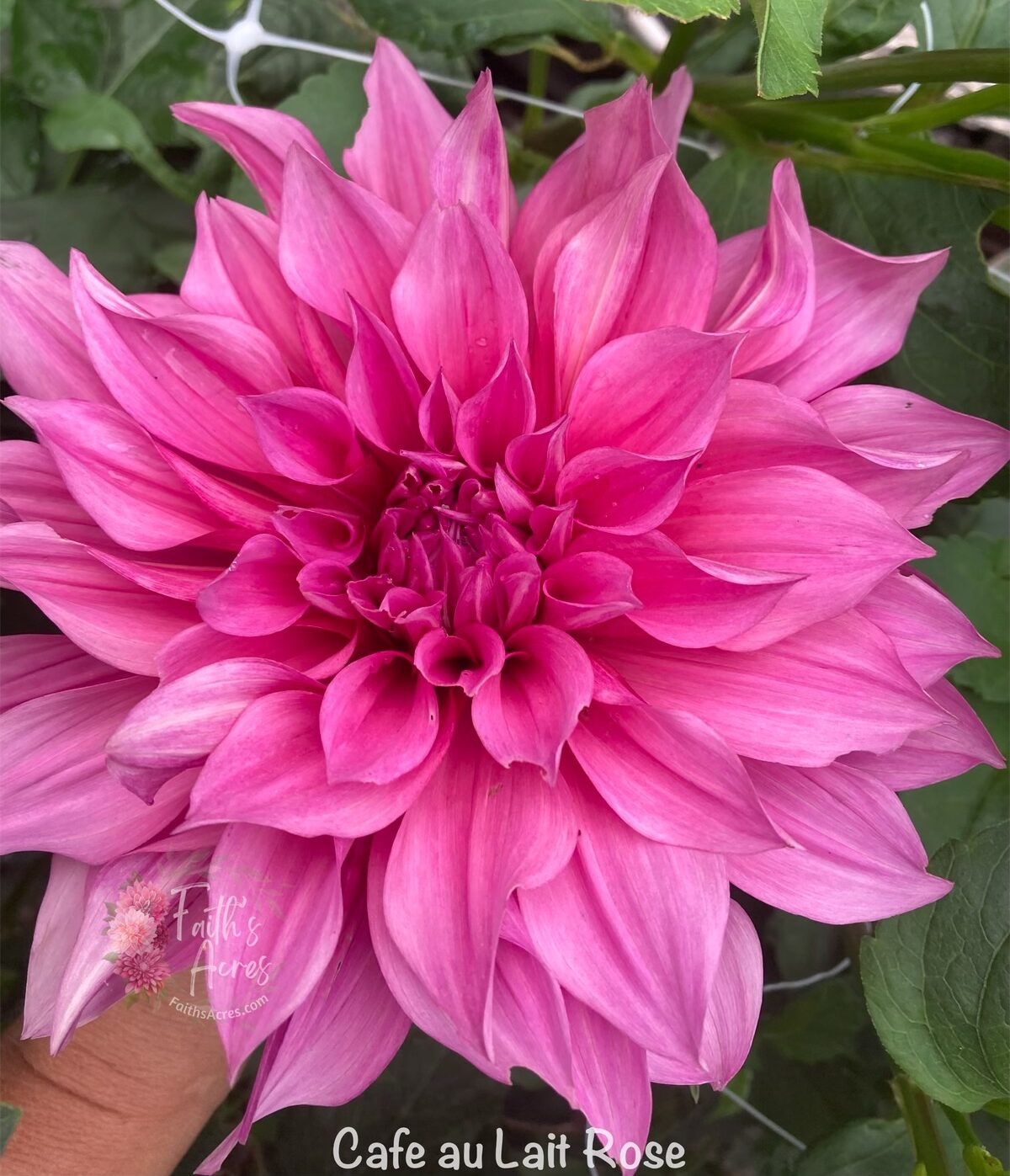 Cafe au' Lait Rose - Image 2