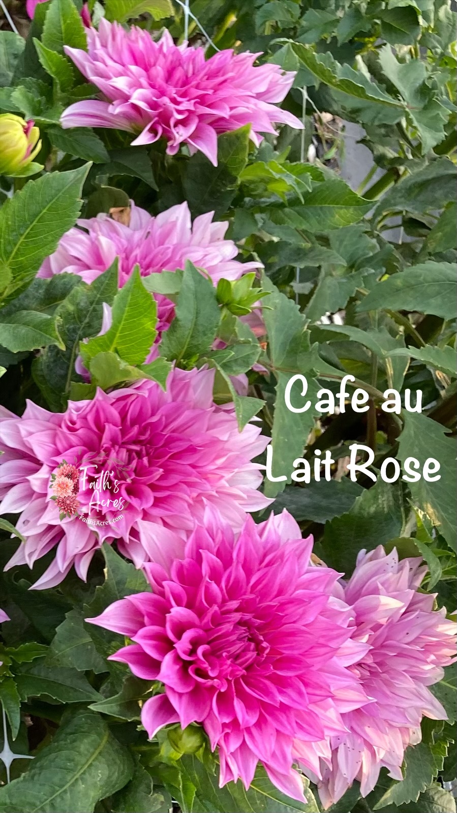 Cafe au' Lait Rose - Image 6