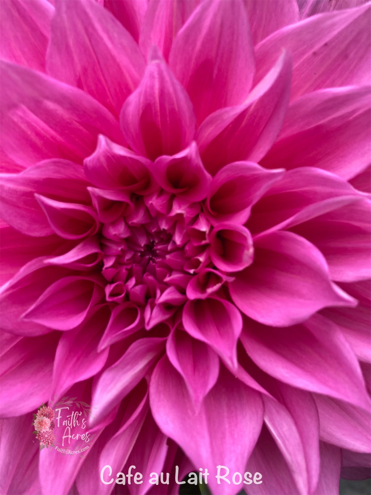 Cafe au' Lait Rose - Image 4