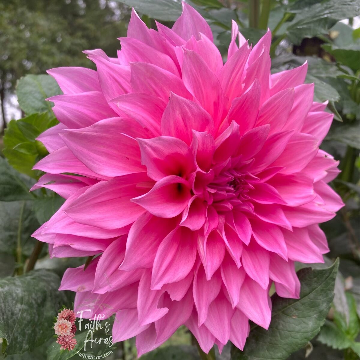 Cafe au' Lait Rose - Image 5