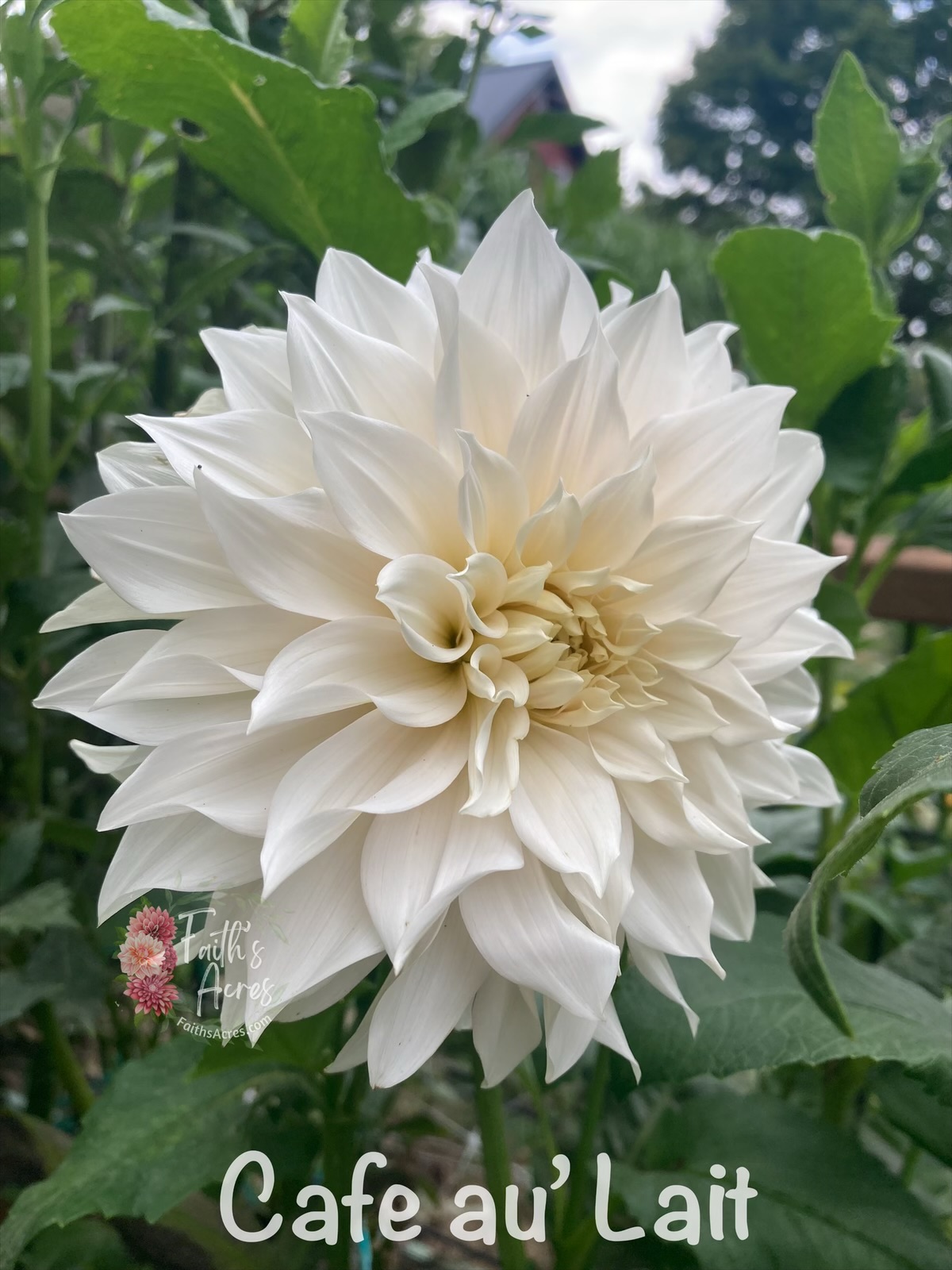 Cafe au' Lait - Image 2