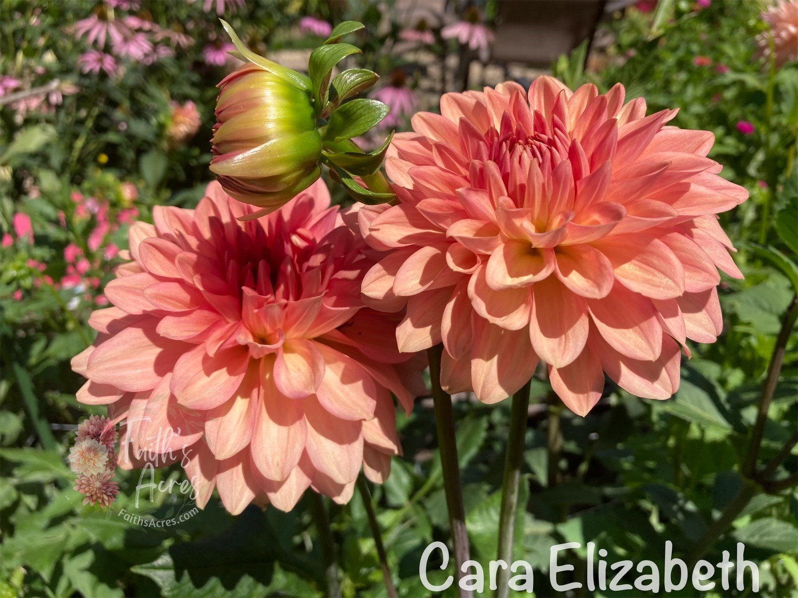 Cara Elizabeth - Image 2