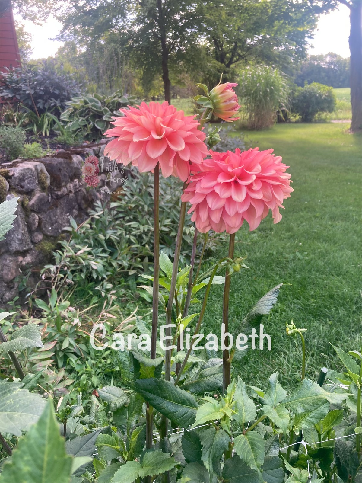 Cara Elizabeth - Image 3