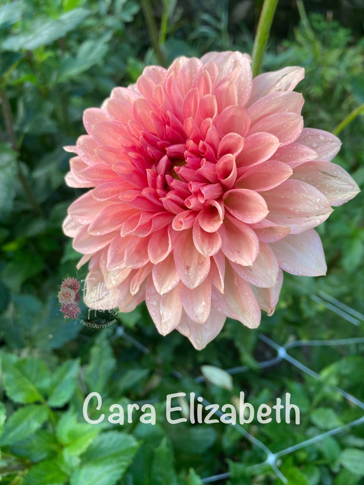 Cara Elizabeth - Image 4