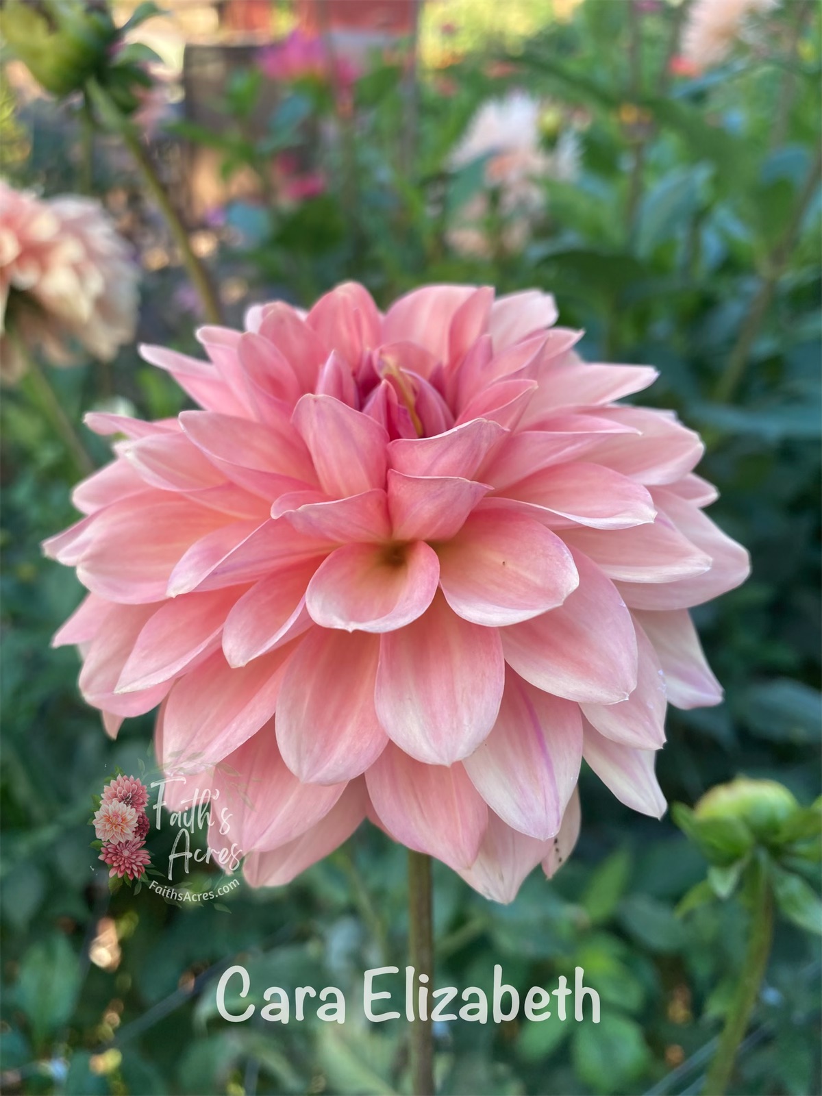 Cara Elizabeth - Image 5