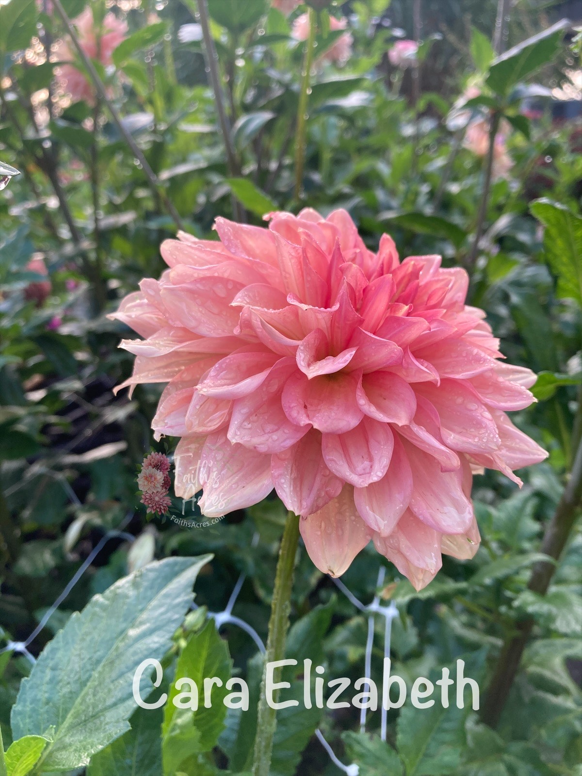 Cara Elizabeth - Image 7