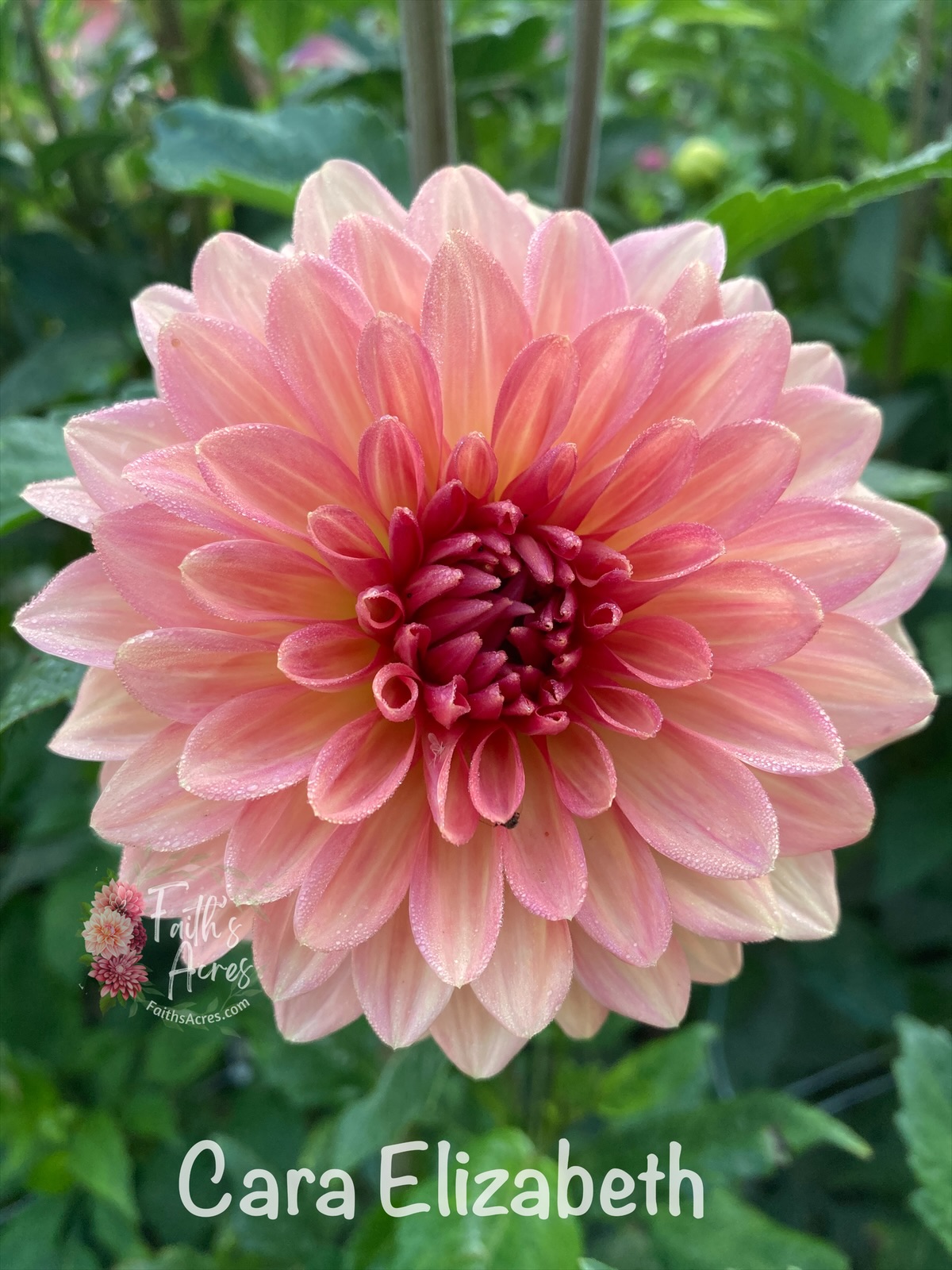 Cara Elizabeth - Image 6