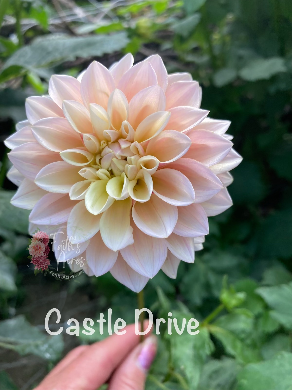 Castle Drive - Image 2