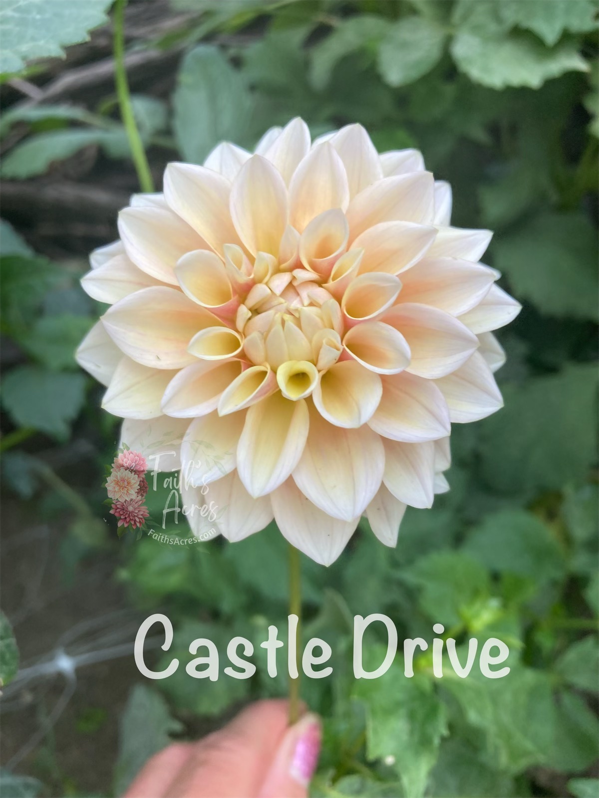 Castle Drive - Image 3