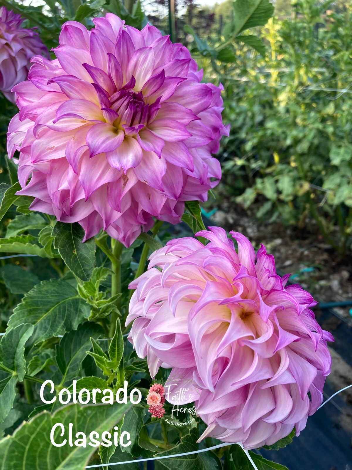 Colorado Classic - Image 7