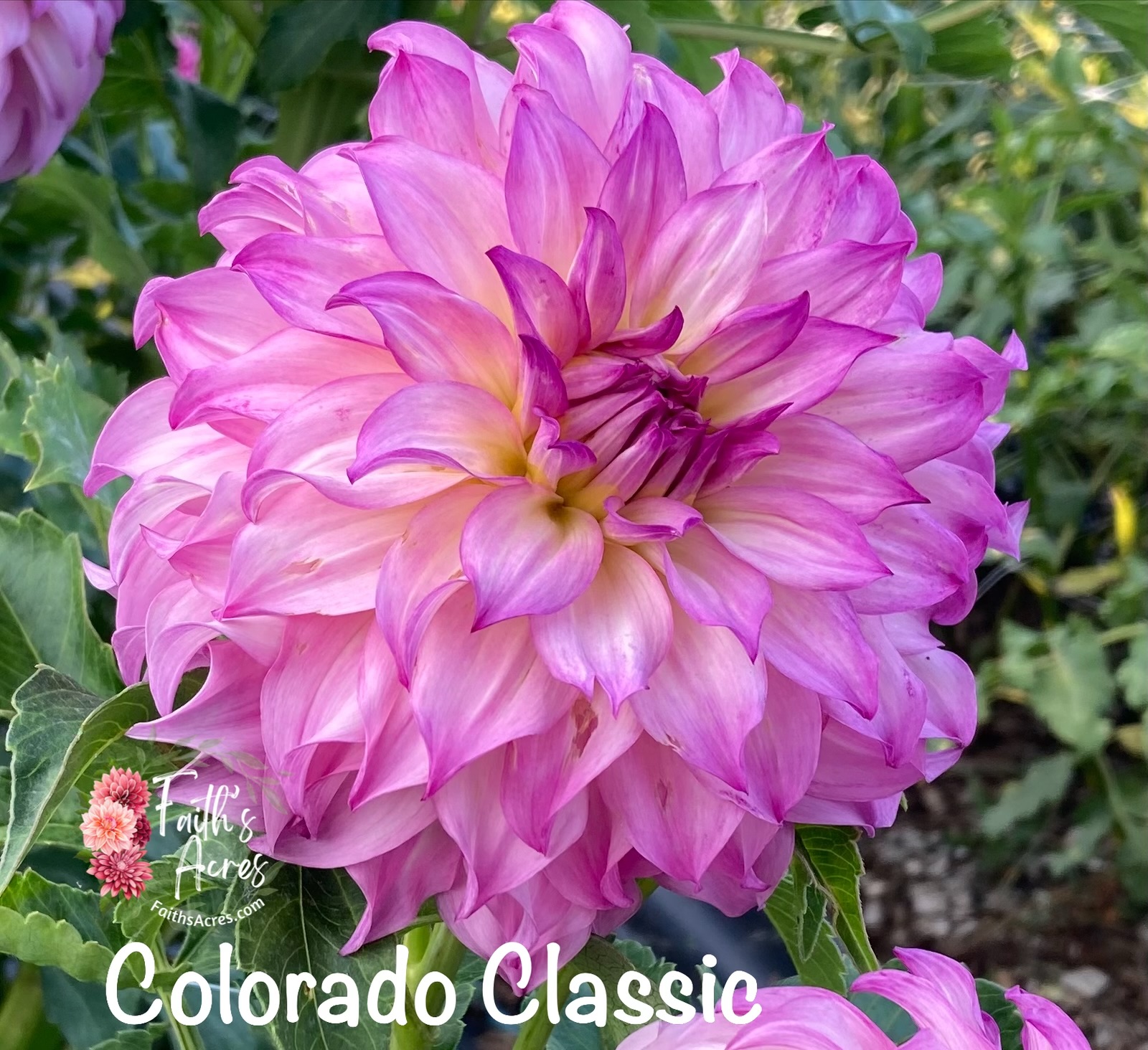 Colorado Classic - Image 6