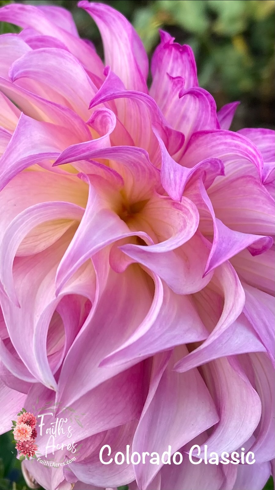 Colorado Classic - Image 5