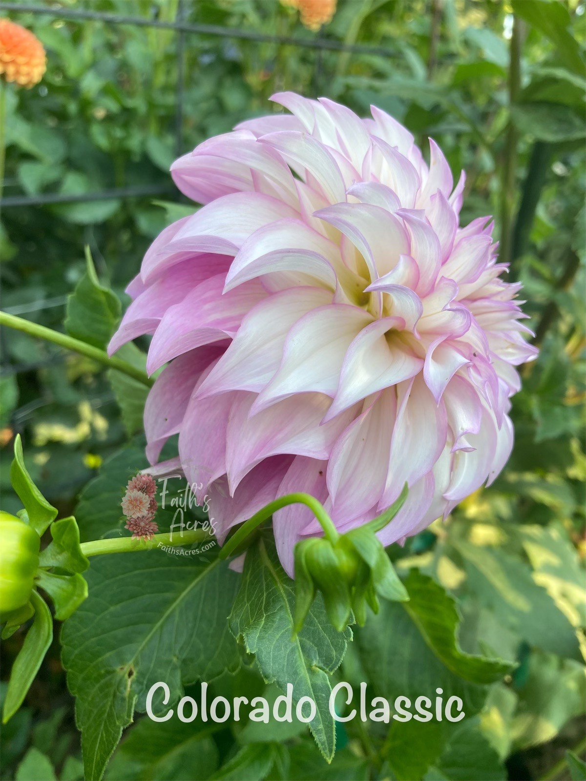 Colorado Classic - Image 4