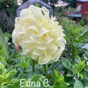 Edna C