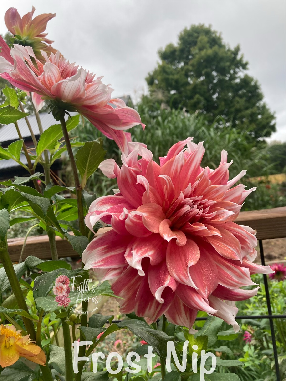 Frost Nip - Image 11