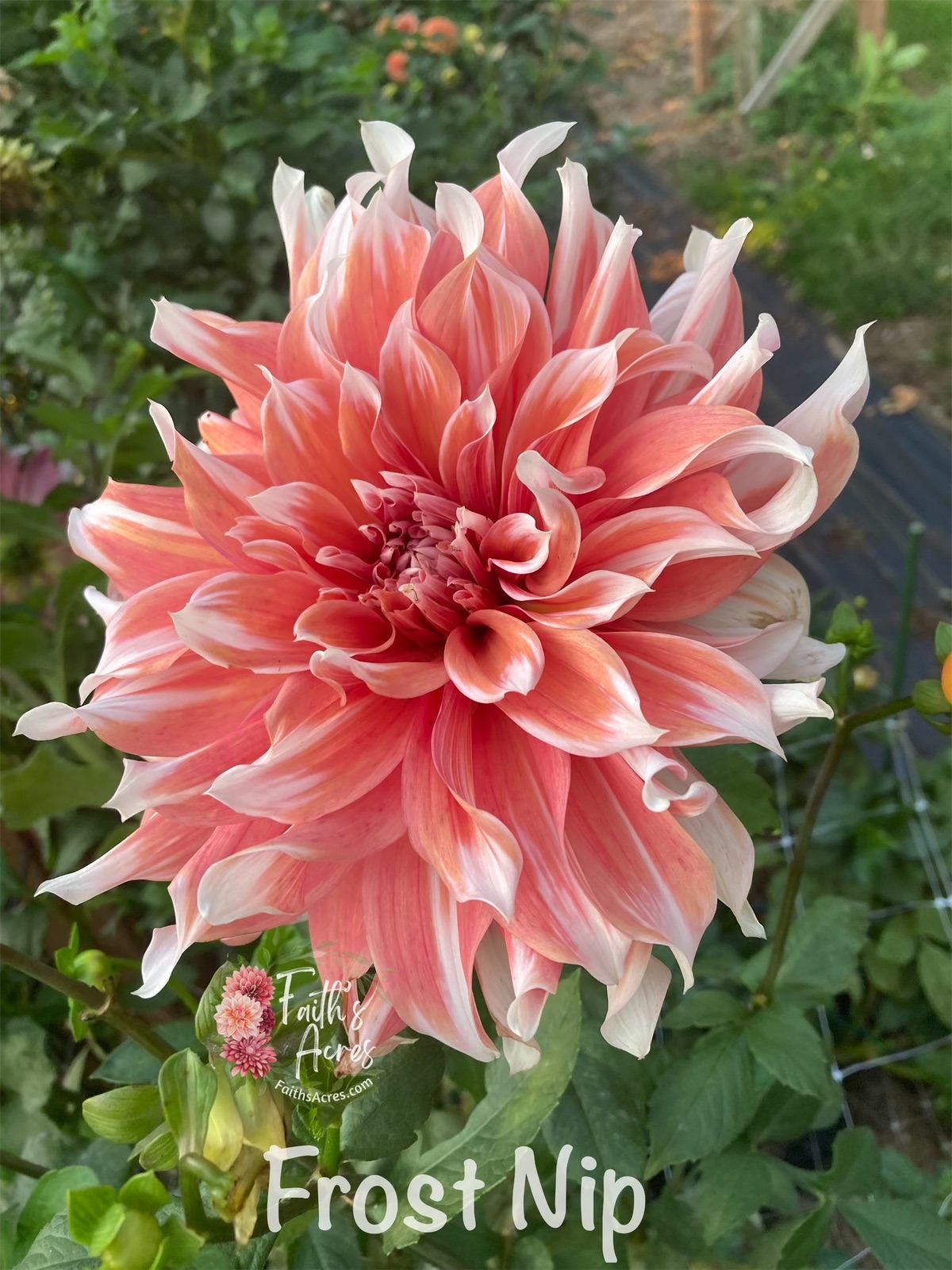 Frost Nip - Image 12