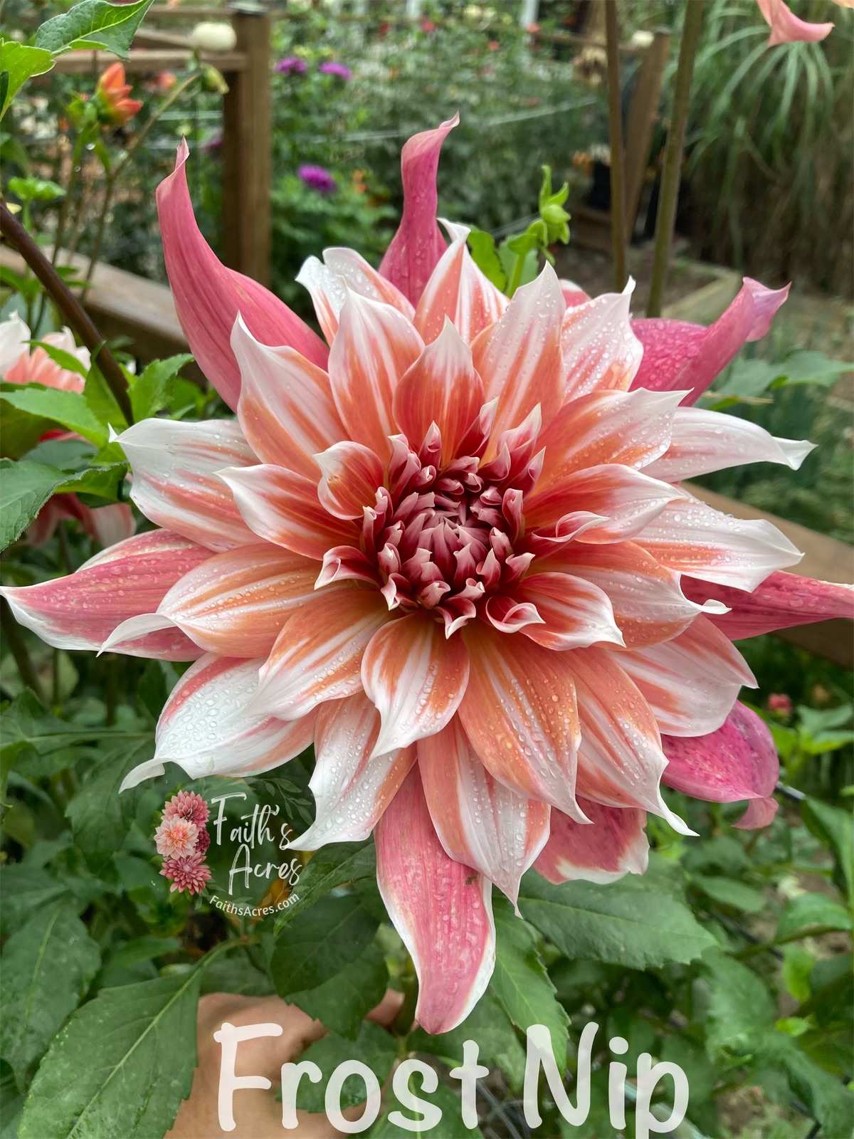 Frost Nip - Image 10