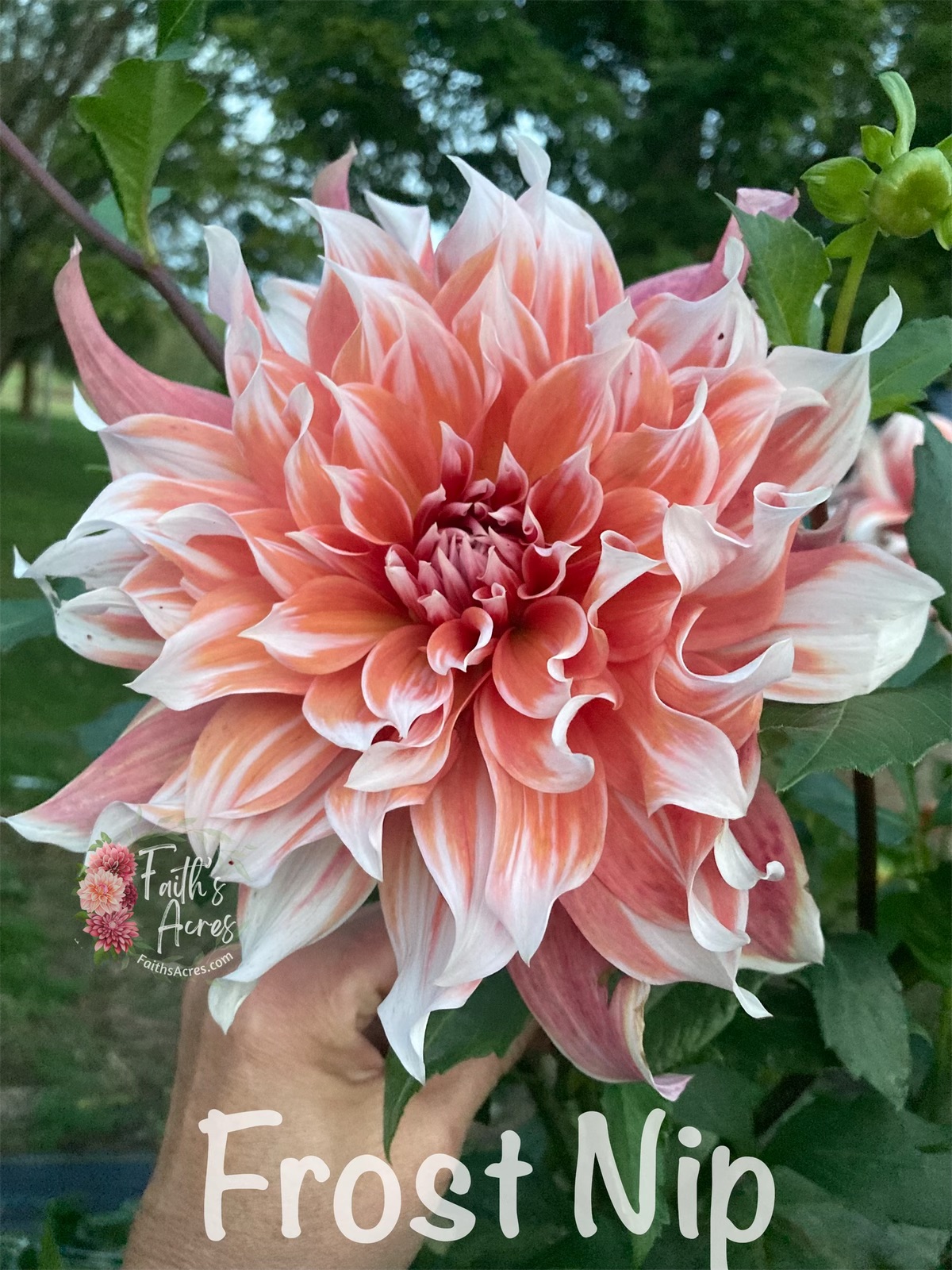 Frost Nip