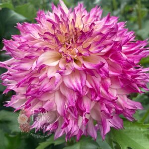 Good Golly Miss Molly