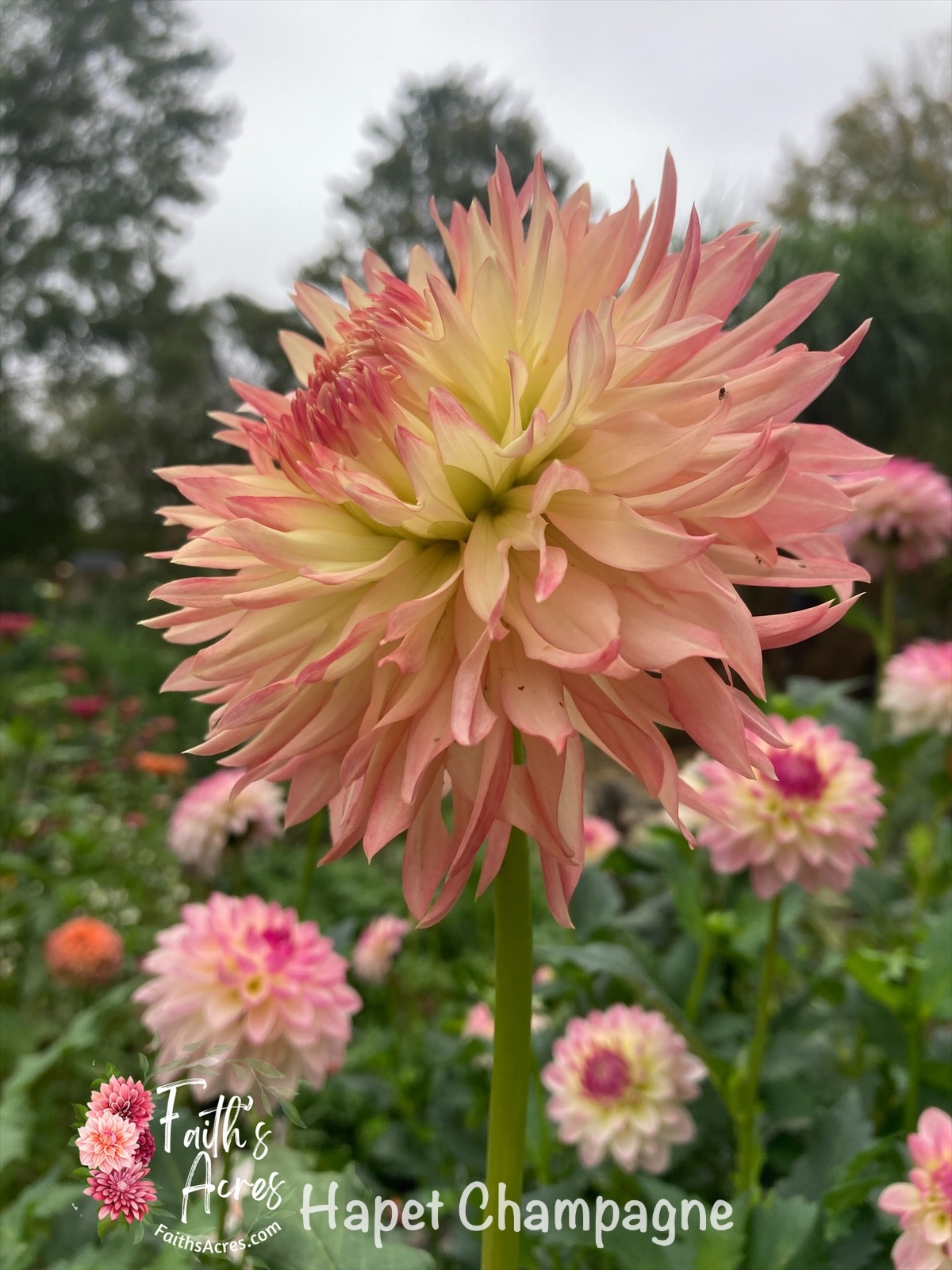 Hapet Champaign - Image 5