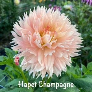 Hapet Champaign