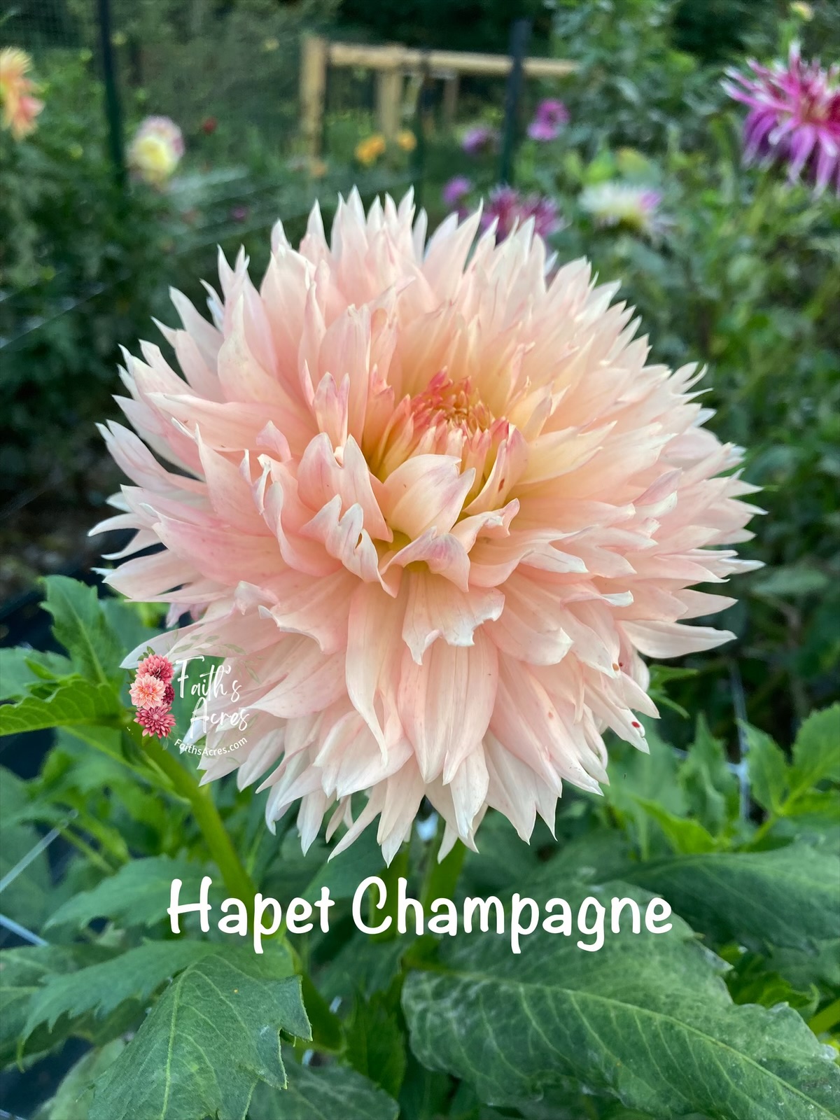 Hapet Champaign