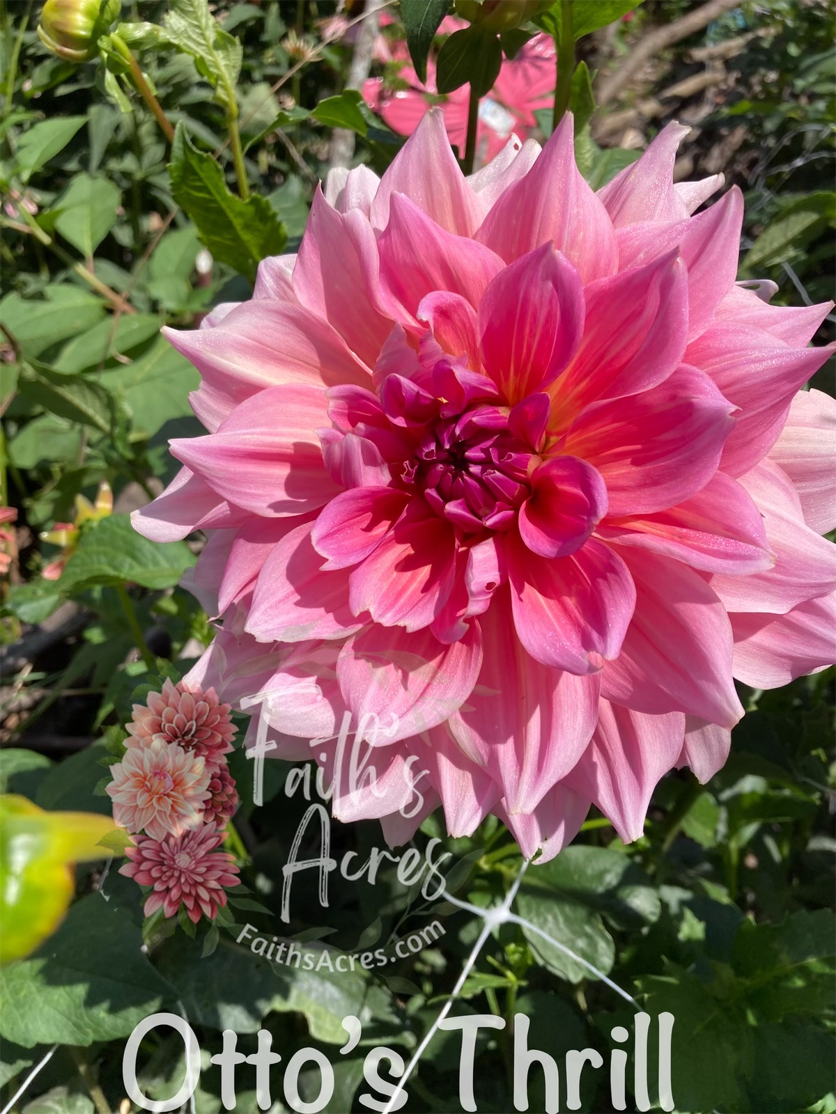 Otto's Thrill - Image 4