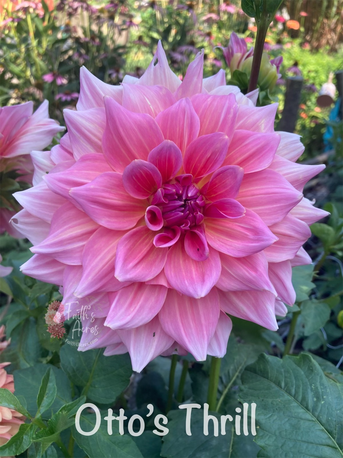 Otto's Thrill - Image 2