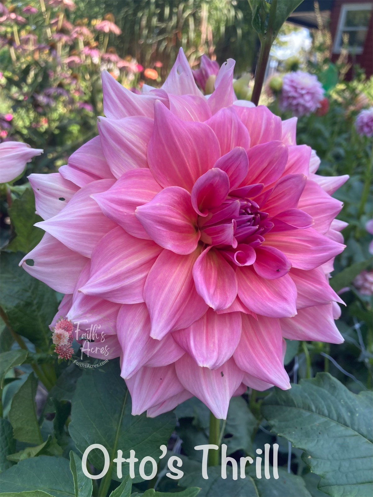 Otto's Thrill - Image 3