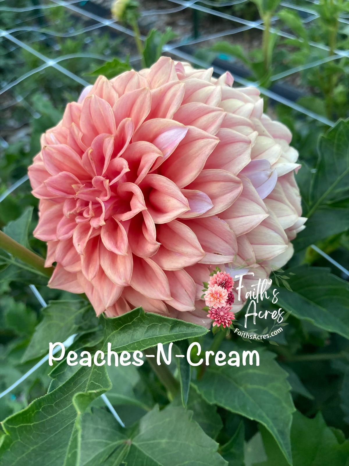 Peaches n' Cream - Image 5
