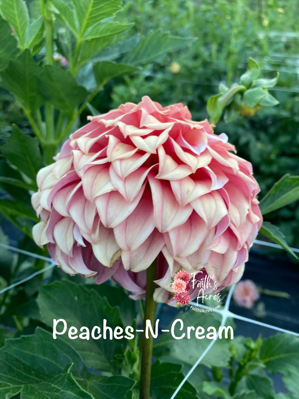Peaches n' Cream - Image 4