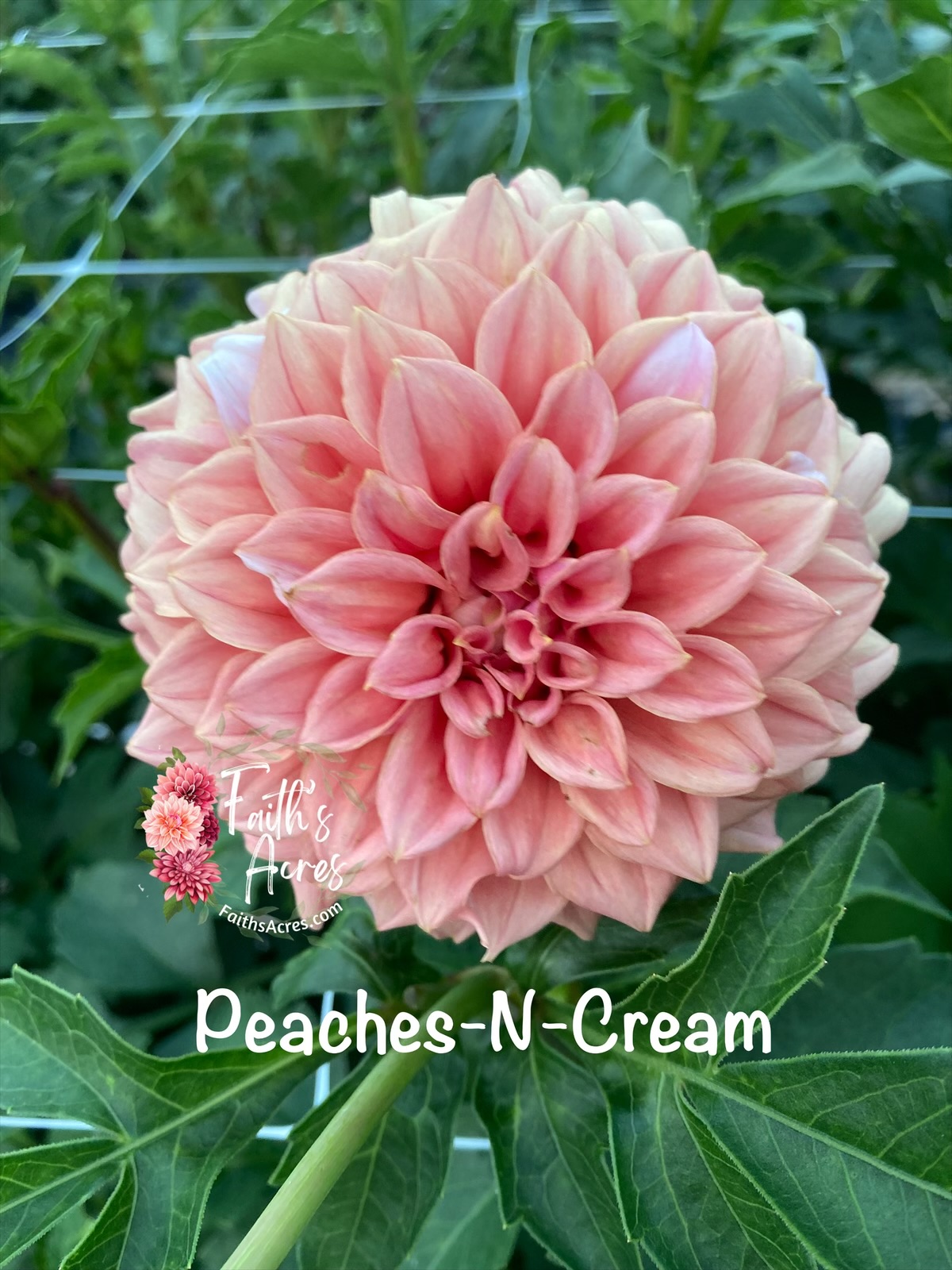Peaches n' Cream - Image 3