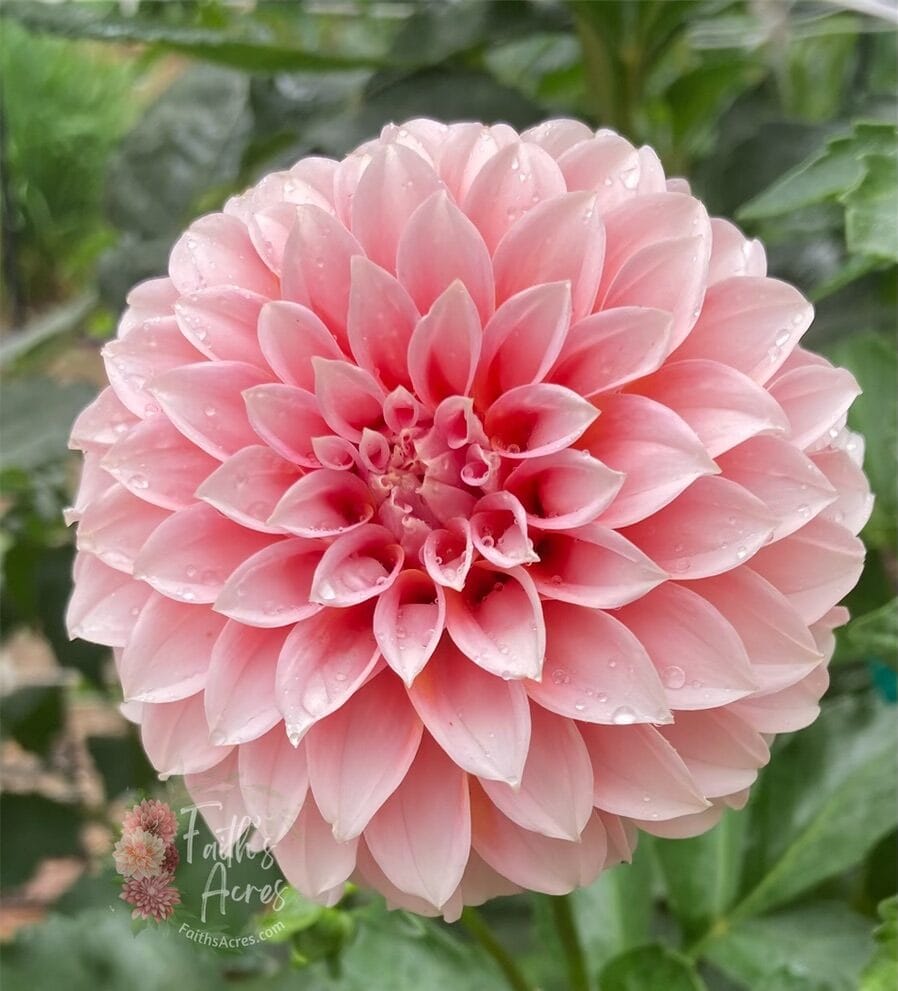 Peaches n' Cream - Image 6