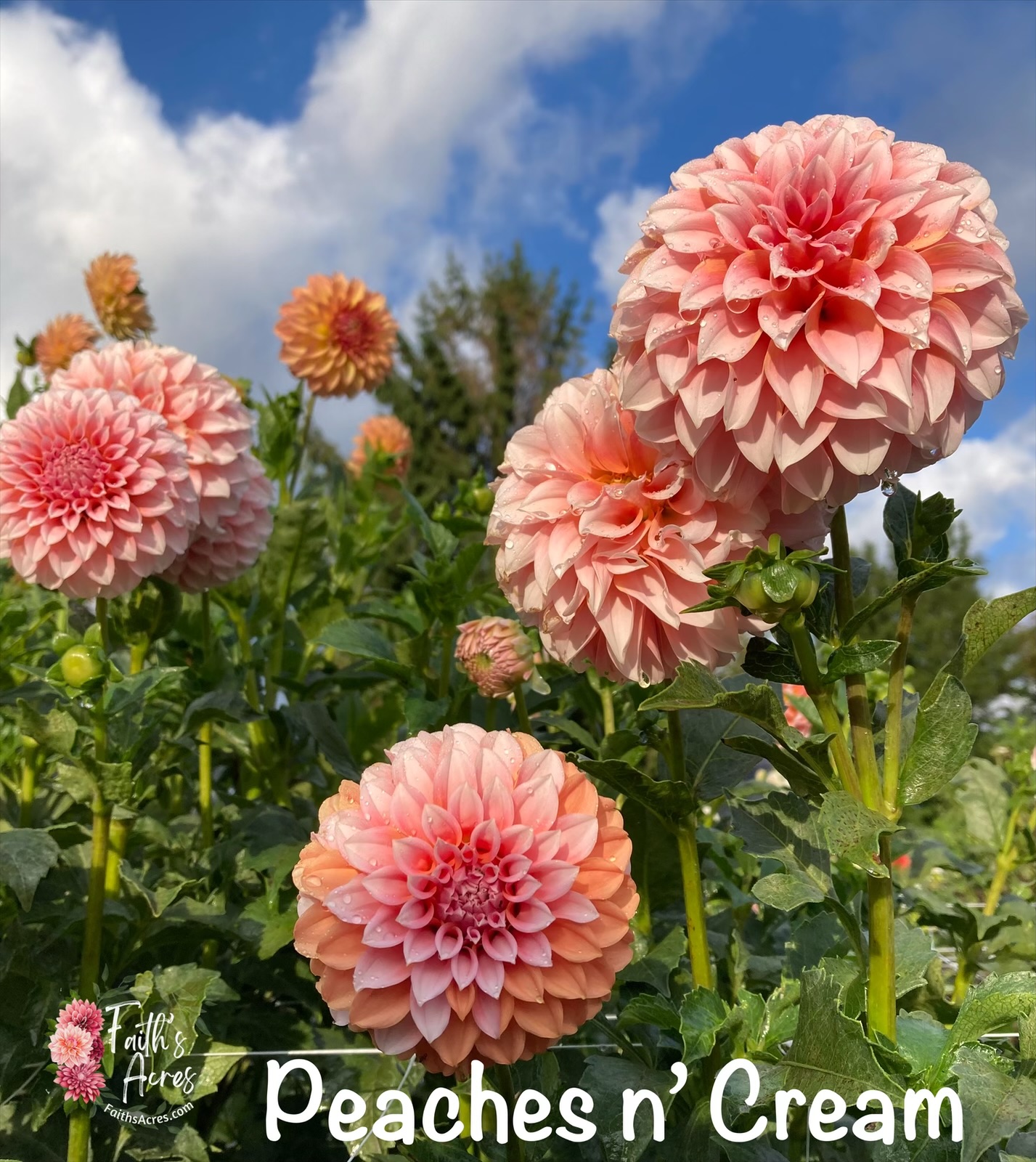 Peaches n' Cream - Image 7