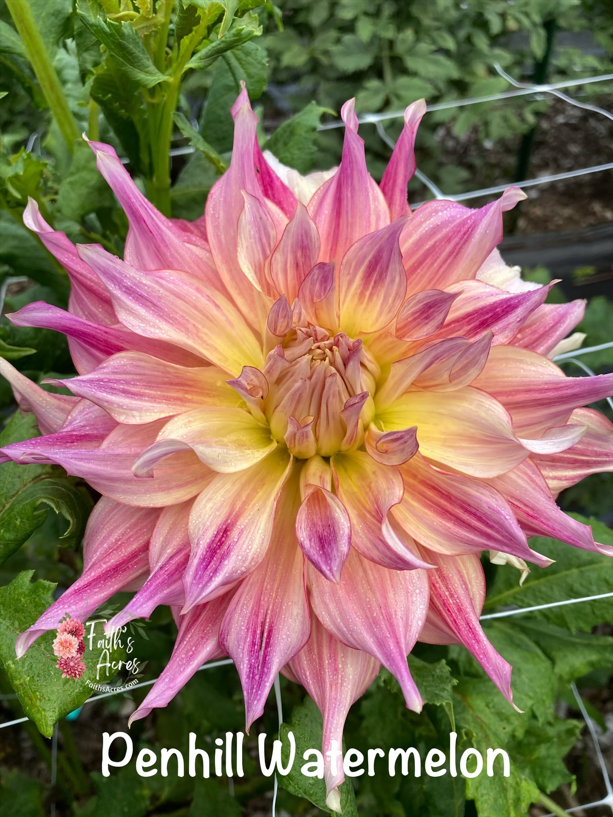 Penhill Watermelon - Image 7