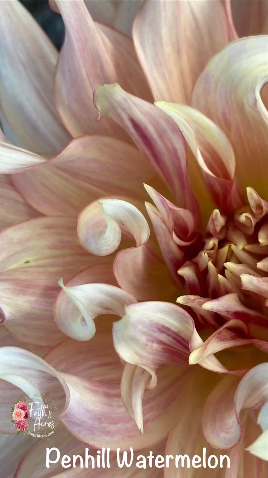 Penhill Watermelon - Image 6
