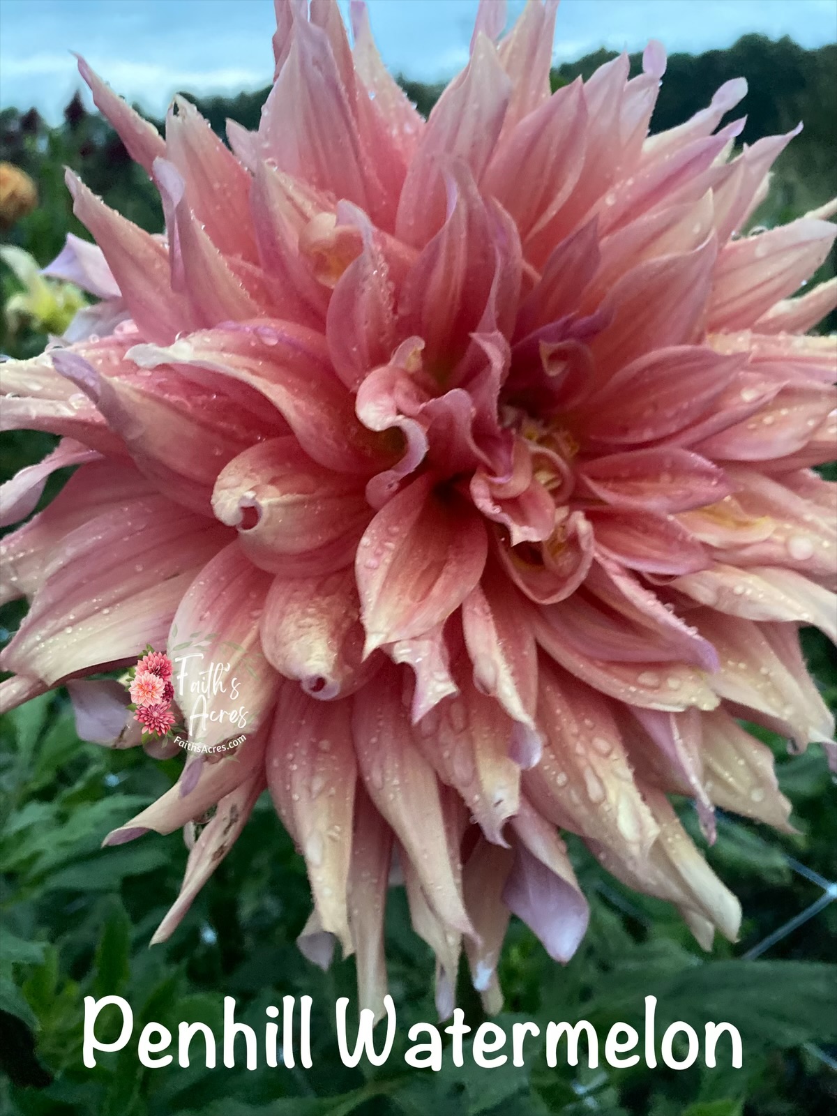 Penhill Watermelon - Image 5