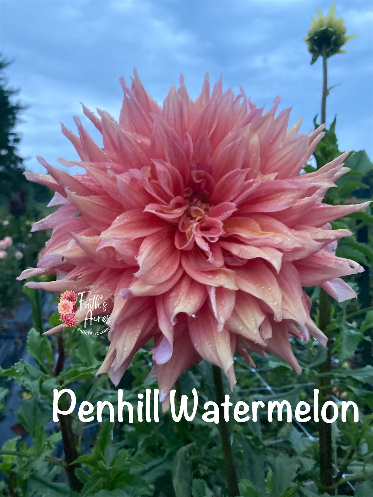 Penhill Watermelon - Image 4