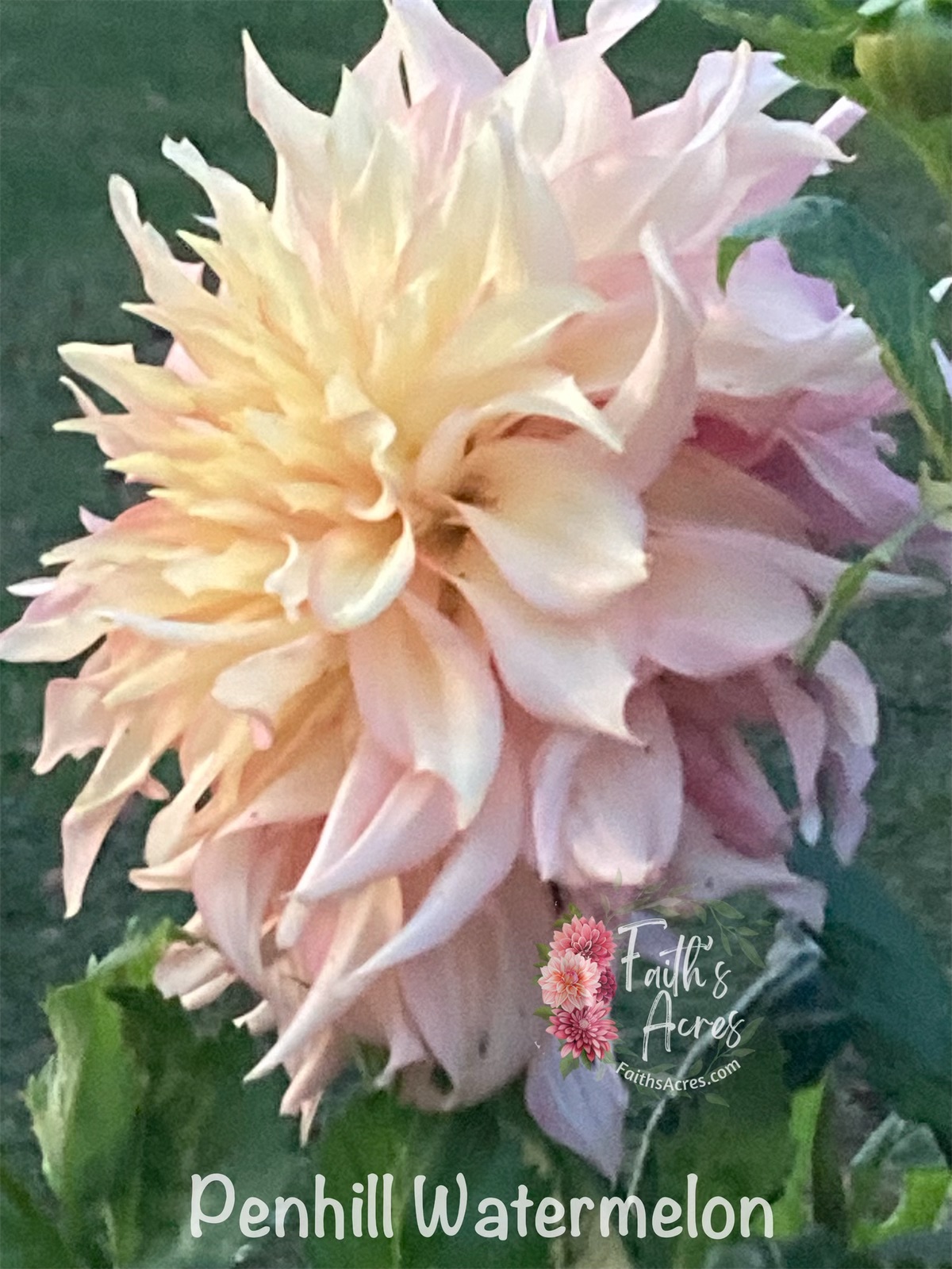 Penhill Watermelon