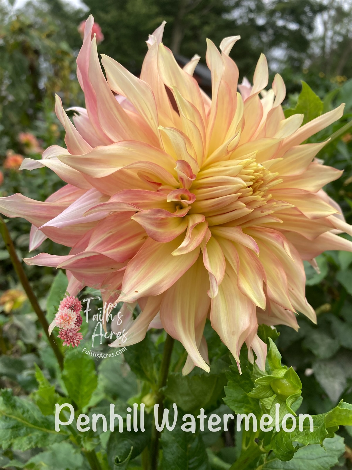 Penhill Watermelon - Image 2